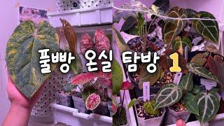 초보 식집사의 플랜테리어 | 겨울에 키우기 좋은 식물 | 애정가득 온실 소개