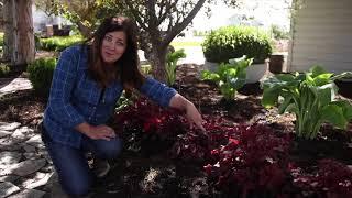 Perennials for the Shade