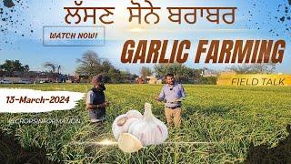 Garlic farming in india, crop and profits : Long Interview