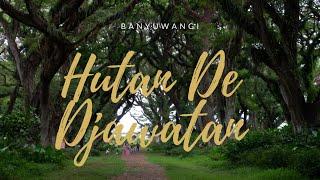 De Djawatan Buka Lho! Wisata Hutan Trembesi di Banyuwangi | #dedjawatan # banyuwangi #kanurikaa