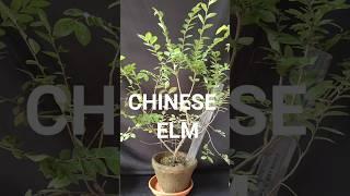 Chinese elm available for sale ll Price 650+shipping ll #chineseelm #chineseelmbonsai #shorts