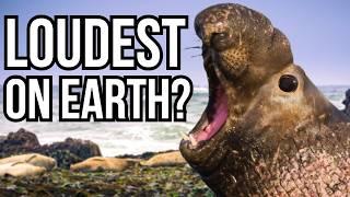 Ranking 10 Of The Loudest Animals On Earth From Quietest To Loudest