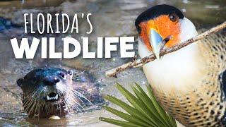 Busch Wildlife Sanctuary: Close-up encounter with amazing Florida wildlife (Things to do Florida)