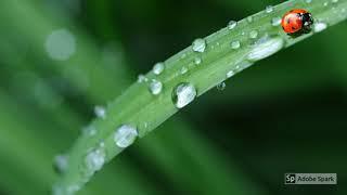 natural spring water