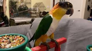 Kumquat Montage #2 - Black Capped Caique