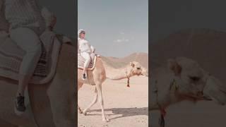 Camel how to use your eyelids | ytshortscamel