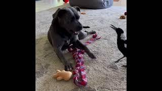 Peggy And Molly Playing!