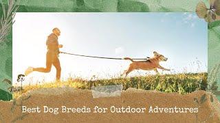 Best Dog Breeds for Outdoor Adventures