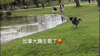 蜜雪兒公園EP 27～優雅的鹿＆生氣的加拿大鵝