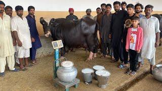 Full Milking of Super Nili Ravi Buffalo 36 Kg Milk ll Abdullah Dairy Farm Gujranwalla #buffalo #cow