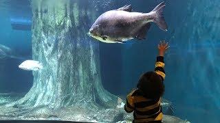 Seru, Liburan ke Aquaria KLCC Malaysia - Ada Hiu, Belut, Ikan Pari, Kura-kura dan banyak lagi...