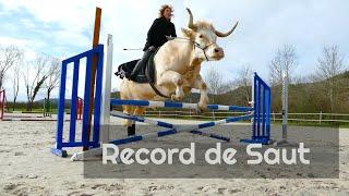 Aston, the Jumping Bull Official Record !