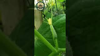 Дачные идеи лайфхак #дача #огород #грядки #огурцы #помидоры #парник #теплица #рассада #идеи#посадки