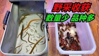 養魚的人的特殊癖好，啥都能丟在魚缸裏養