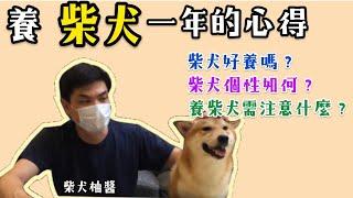 柴犬 飼養一年的心得？三大問題一次解答！最公認頭痛的問題就是⋯|柴犬 柚醬 柴柴頻道| 3 main problems after raising Shiba Inu for a year