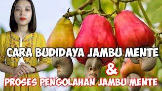 Cara Budidaya Jambu Mente -Proses Pengolahan Jambu Mente-Asia Teknologi Pertanian ‍