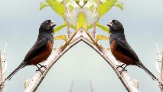Bullfinch Singing Best Rolls