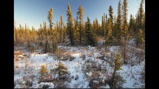 BOREAL BACKYARD