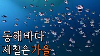 동해바다 가자고 꼬실 때 보여줄 영상 (feat.고성,울진,강릉,양양)