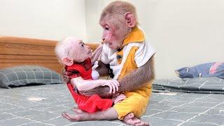 Bibi cried tears of happiness when he met baby monkey again after many days apar!