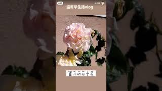 【温哥华生活vlog】盛开的月季花