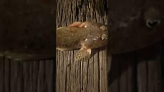 Joe catches flathead | Seaford Pier  #australia #explore #nature #fishing