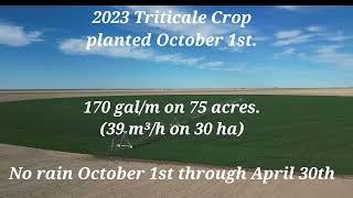 Growing Triticale 2023