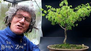 My Wisteria and My Brazilian Rain Tree, The Bonsai Zone, Oct 2023