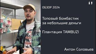 Обзор плантации TAMBUZI KENYA - Топовый бомбастик. Антон Соловьев