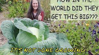 THE BIGGEST CABBAGE I'VE EVER SEEN IN FOX, ALASKA & IT'S NOT DONE GROWING!