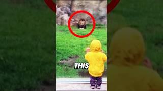 This boy turned his back on the lion and regretted it 