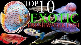 Top 10 Exotic Freshwater Fish for Your Aquarium