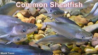 Common Sheatfish, Beautiful but boring to watch.