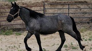 Drum QH 2023 gelding. Sweet & fancy.