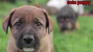 Puppies playing and fighting status video || choudhary2635