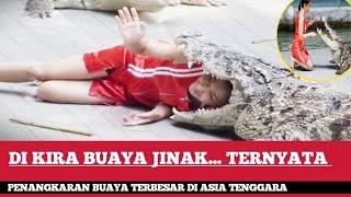 DI KIRA BUAYA JINAK... TERNYATA... | Penangkaran Buaya Terbesar Di Asia Tenggara.