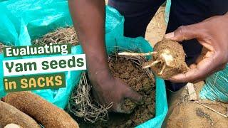 HOW TO CHECK YOUR YAM SEEDS IN SACKS