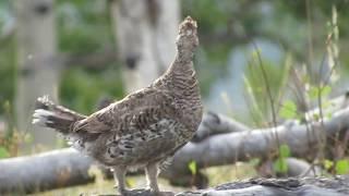 Female Dusky Grouse Calling