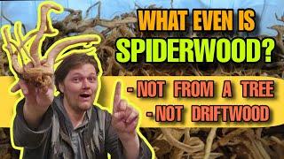 WHAT is SPIDERWOOD? & How TOXIC is our Aquarium's Driftwood for Cats, Dogs & Our Fish?  A DEEP DIVE