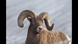 Outdoor Quest TV Alberta Archery Bighorn Hunt