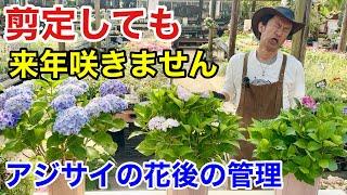 【お気をつけ下さい】紫陽花は剪定だけでは咲きません　　　　【カーメン君】【園芸】【ガーデニング】【初心者】