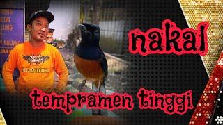 burung nakal tempramen tinggi lakukan ini...