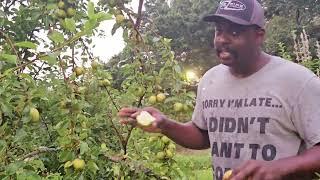 Amazing Eating Pears  for Your Home Fruit Orchard