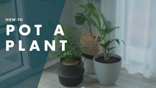 How To Pot A Plant - Bunnings Warehouse