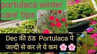 Portulaca Catering tips for winter। सर्दियों में portulaca प्लांट की ख्याल ? how to care Moss Rose