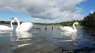  MUTE SWANSMALLARD DUCKSCORBET LOUGH IRELAND#tranquility#loveirelandmoreLIKEsubscribe#zen