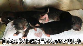 【犯罪です】自宅のポストに産まれたばかりの仔猫が4匹入れられていました。