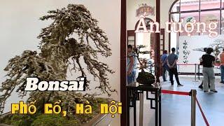 Chiêm Ngưỡng Bonsai Đẳng Cấp Quốc Tế Giữa Phố Cổ!