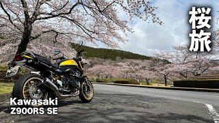 【 Z900RS SE 】 桜ツーリング｜ 「日本さくら名所100選」の冨士霊園へ桜を観に行きました