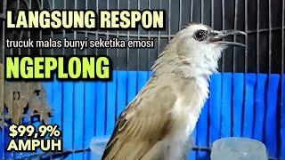 TRUCUKAN GACOR Tarung Ropel Panjang Ini terbukti Ampuh Buat Pancingan Trucukan Agar Bunyi Dan EMOSI